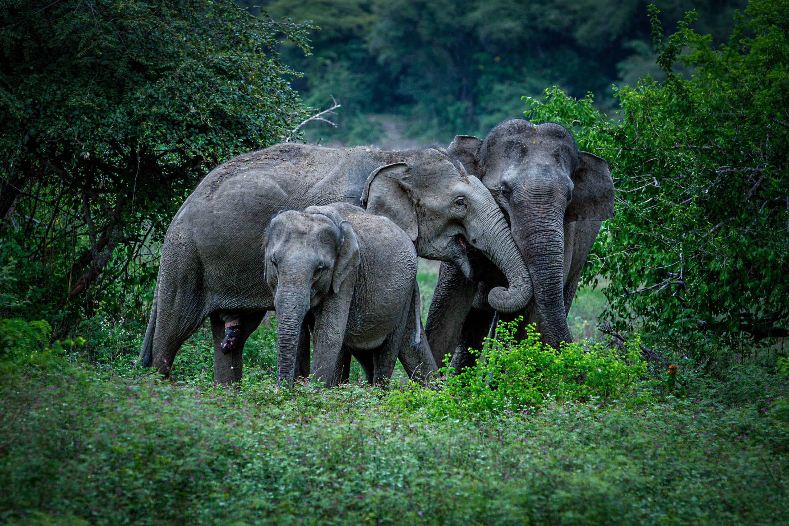 Sri,Lanka,Is,Home,To,A,Unique,Subspecies,Of,The
